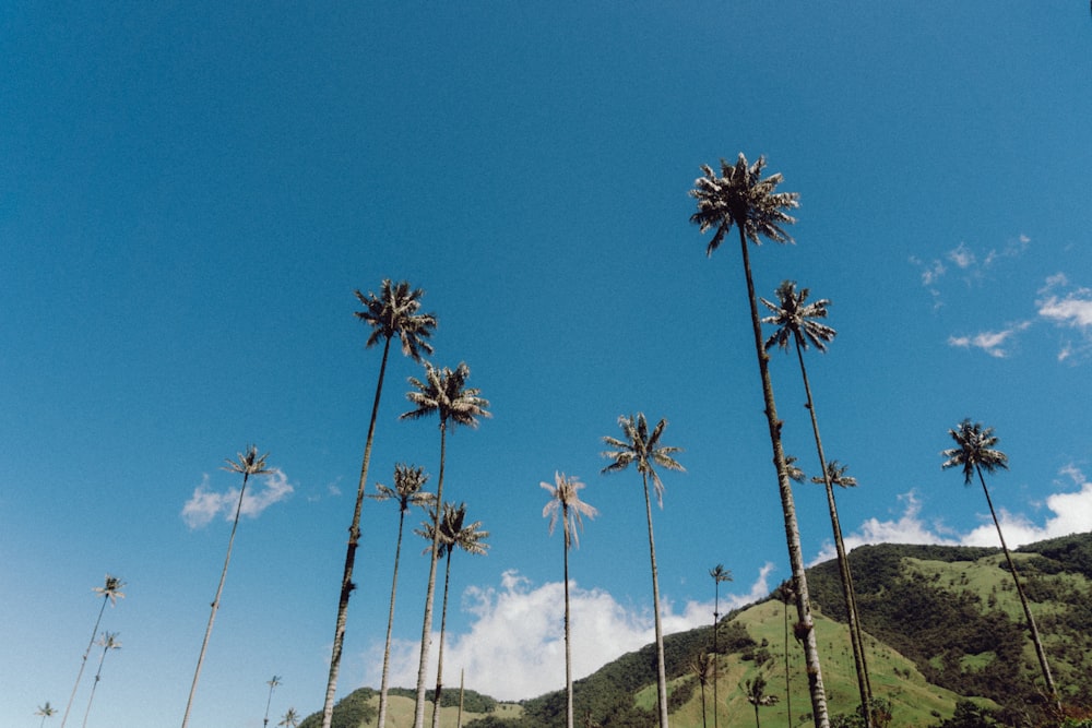 a group of palm trees