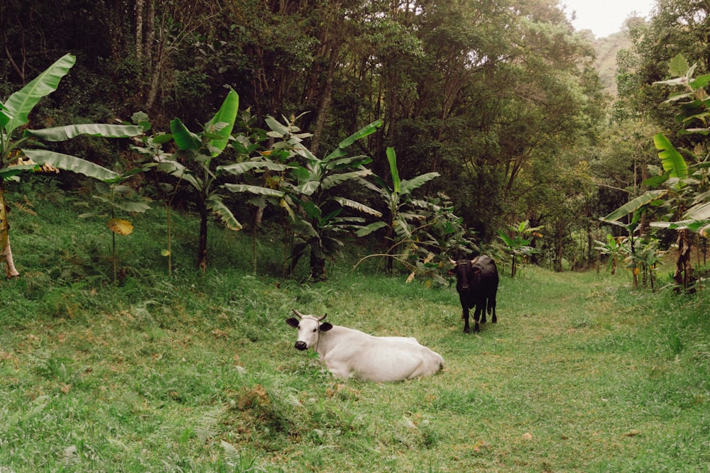 cows in a meadow