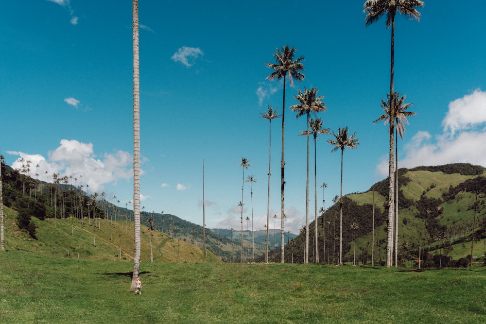 a grassy field with trees