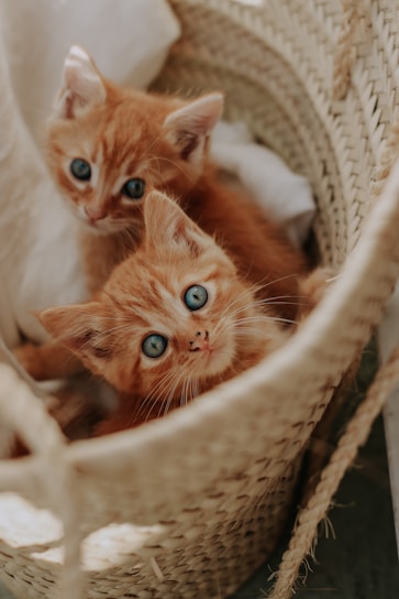 two kittens in a basket