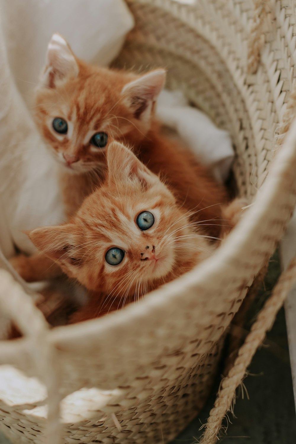 two kittens in a basket