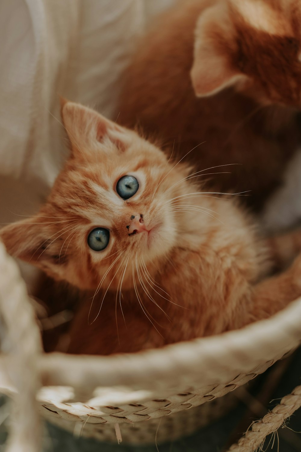 a couple of kittens in a basket