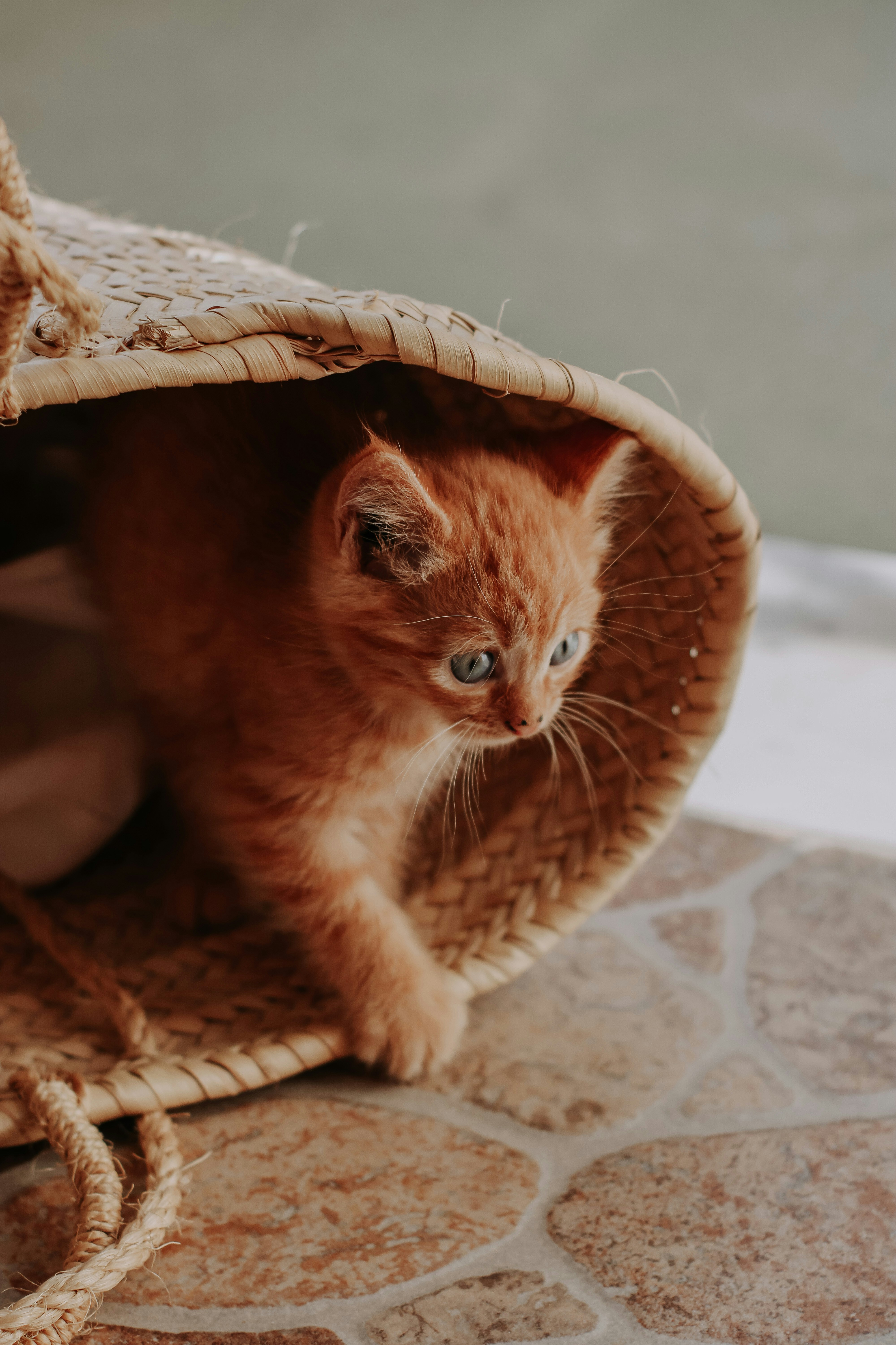 Healthy Kittens with Guarantee