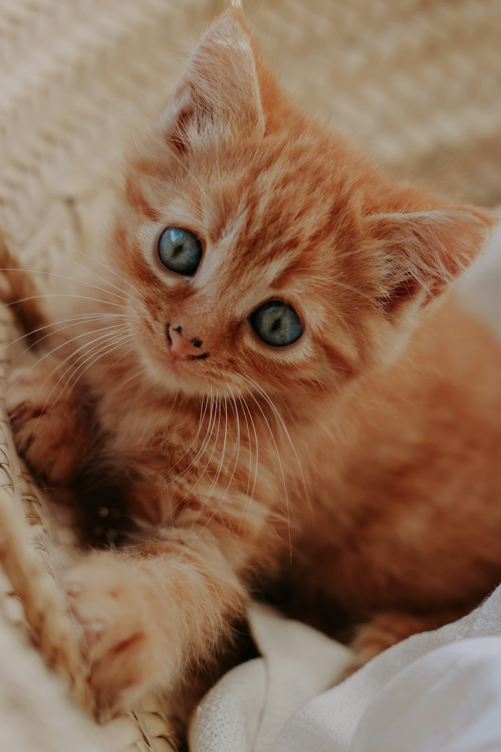 a cat lying on a blanket