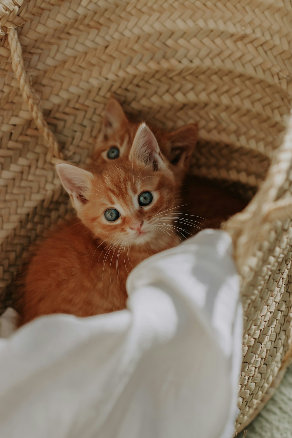 a cat sitting in a basket