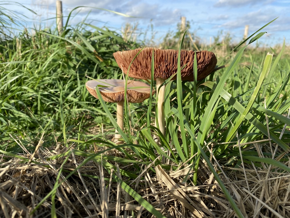 a mushroom growing in the grass