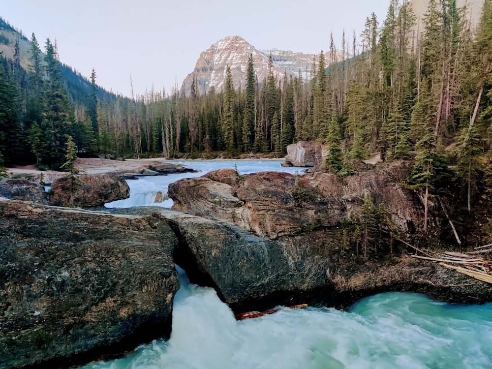 a river flowing through a forest