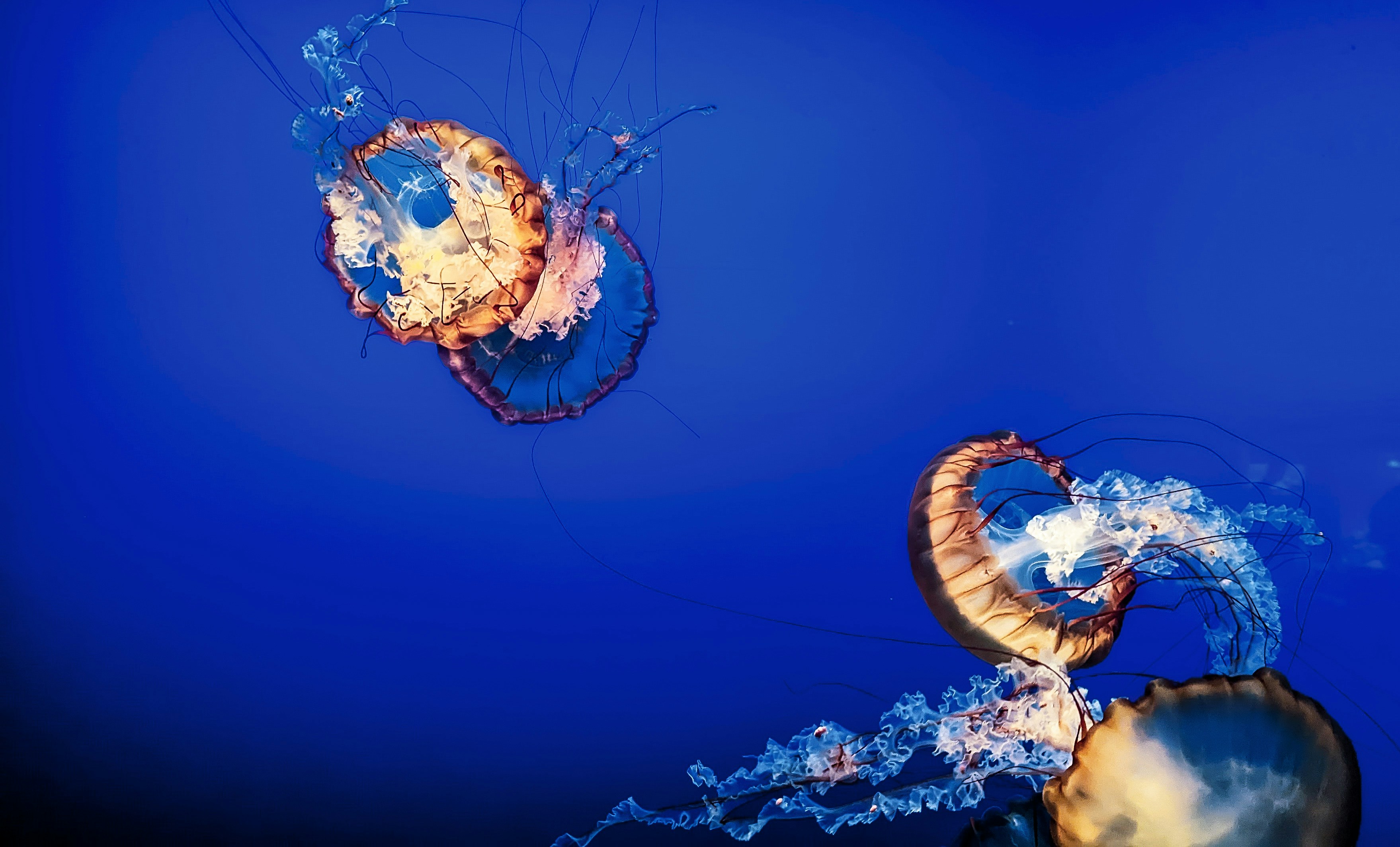 Jellyfish, Omaha's Henry Doorly Zoo and Aquarium