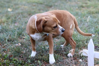 a dog standing on grass