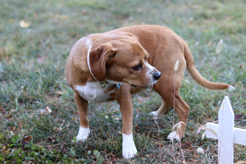 a dog standing on grass