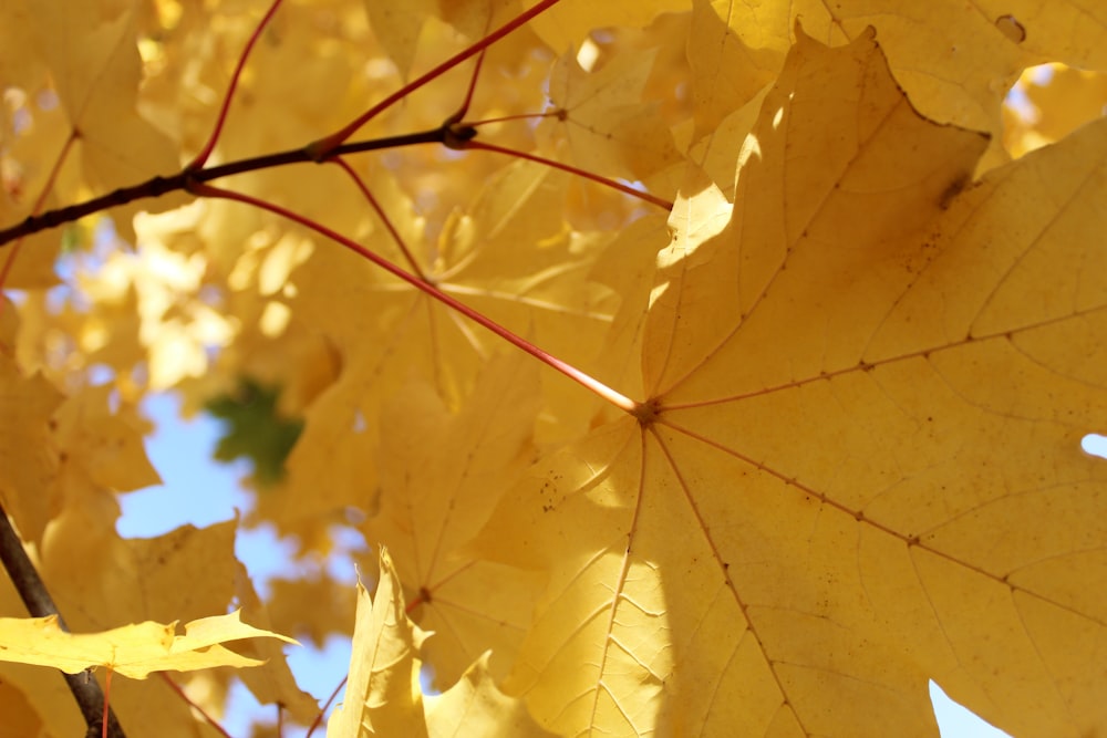 close up of a tree branch