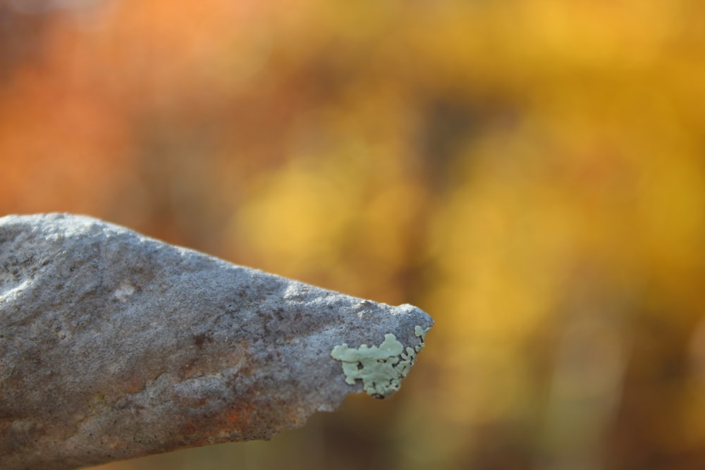 a close up of a rock