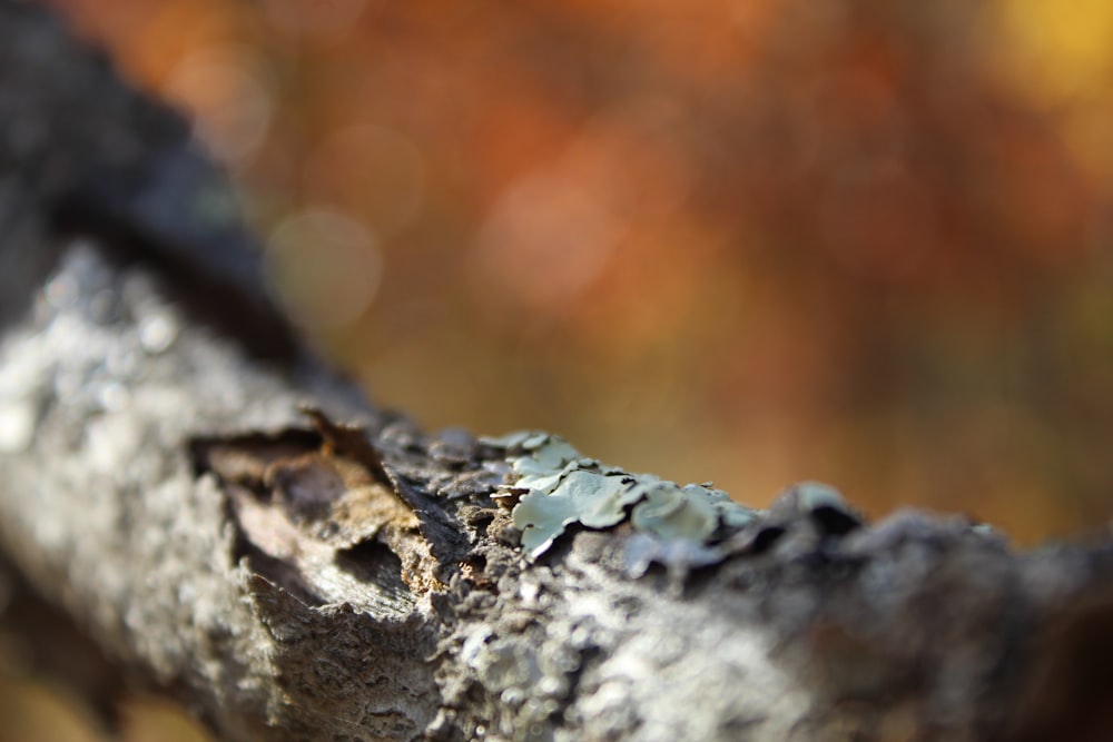 a close up of a rock