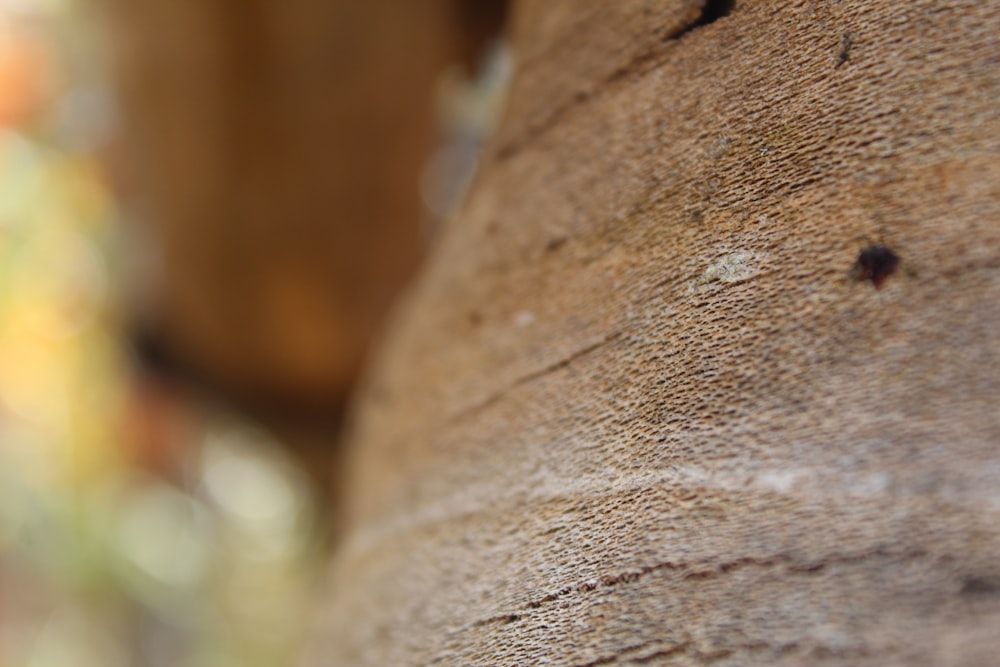 a close up of a tree trunk