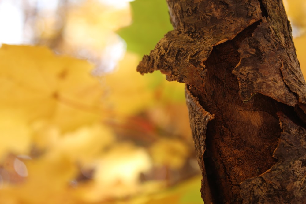 a close up of a tree trunk