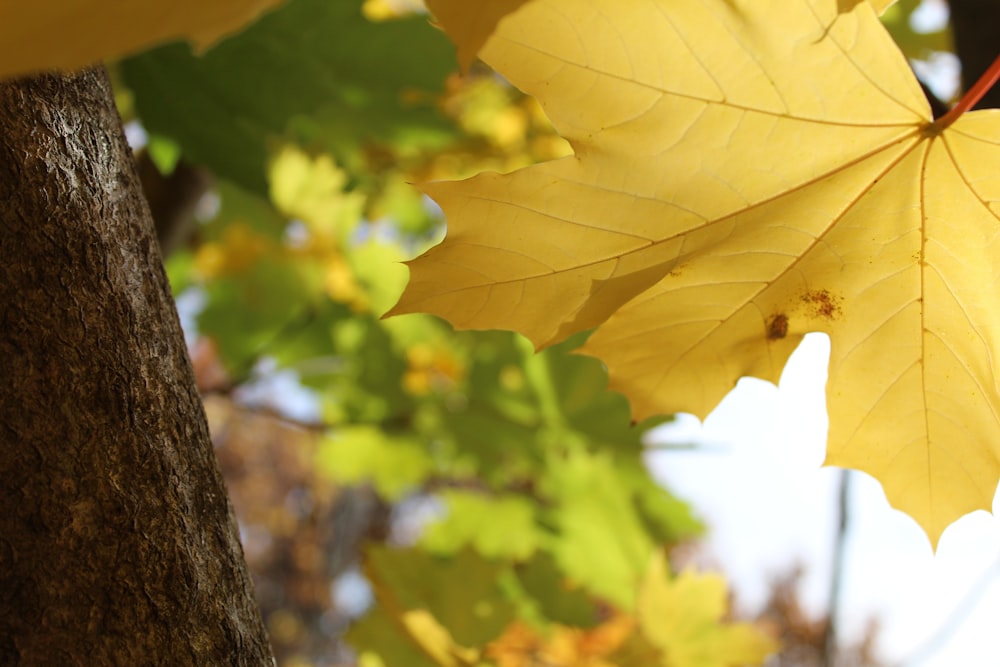 a close up of a yellow leaf