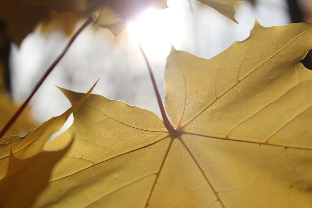 a yellow leaf with a light shining on it