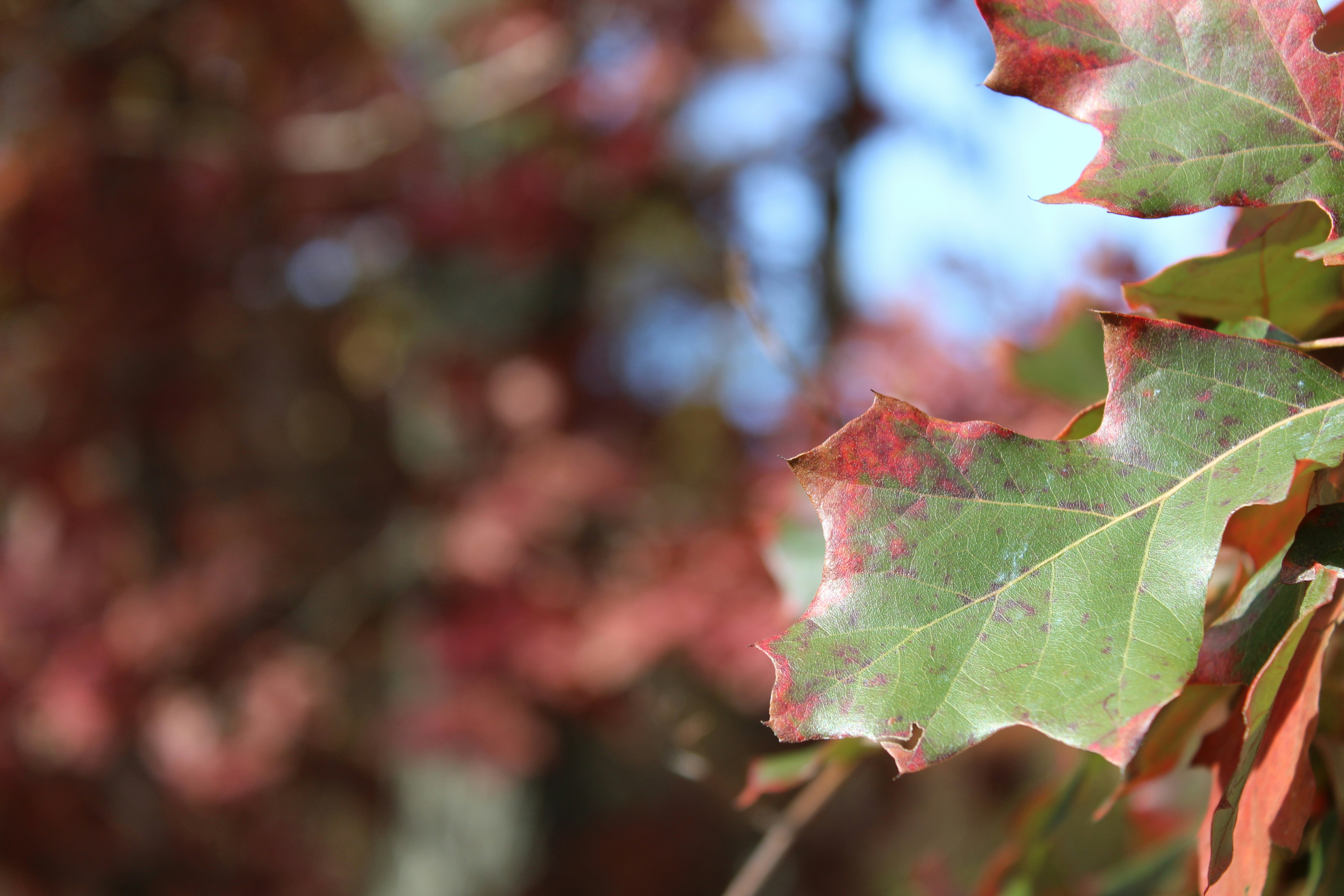 close-up of leaves on a tree