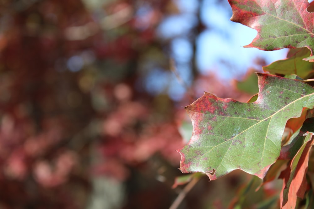 close-up of leaves on a tree