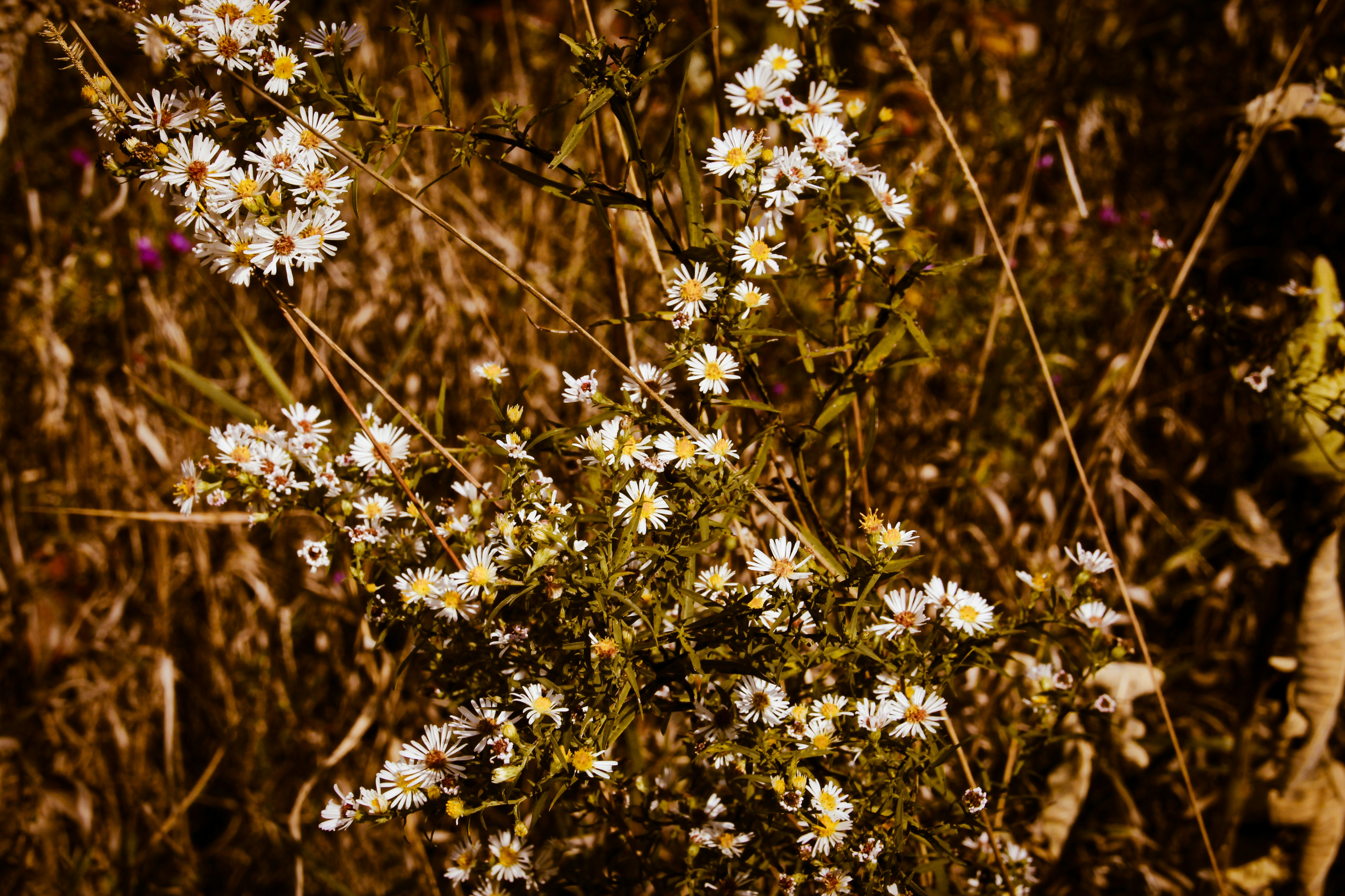 Photo by denleyphotography