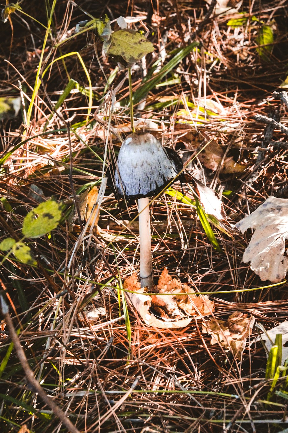 a mushroom growing in the woods