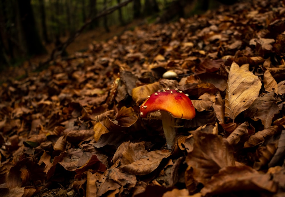a mushroom growing in the leaves