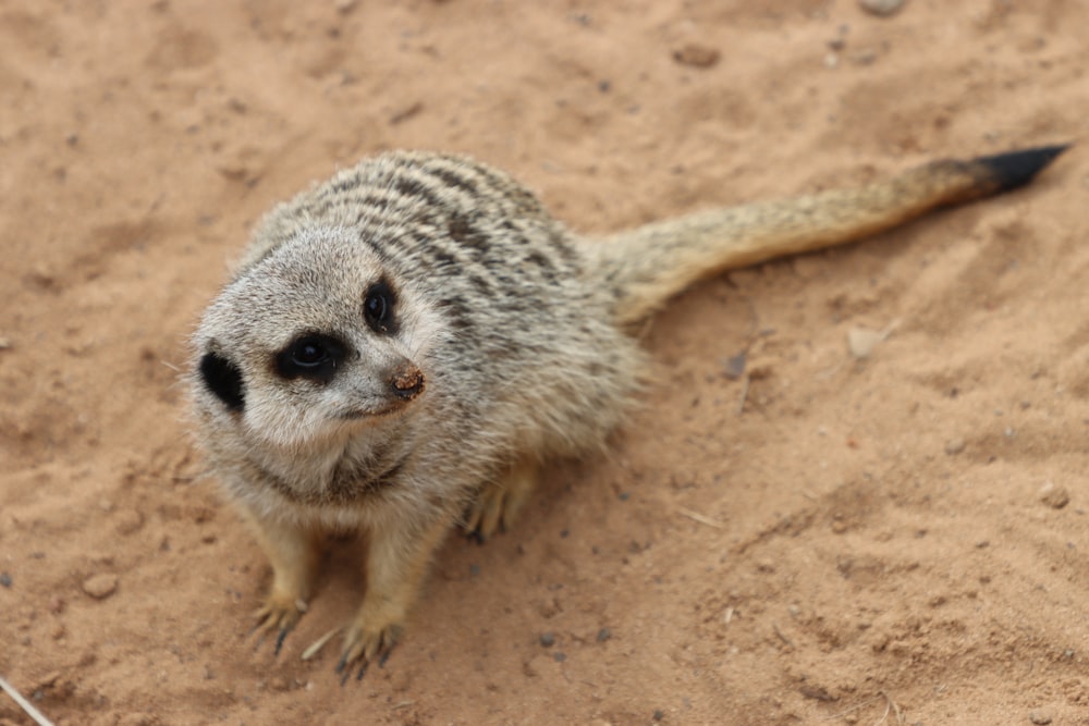 a small animal standing on sand