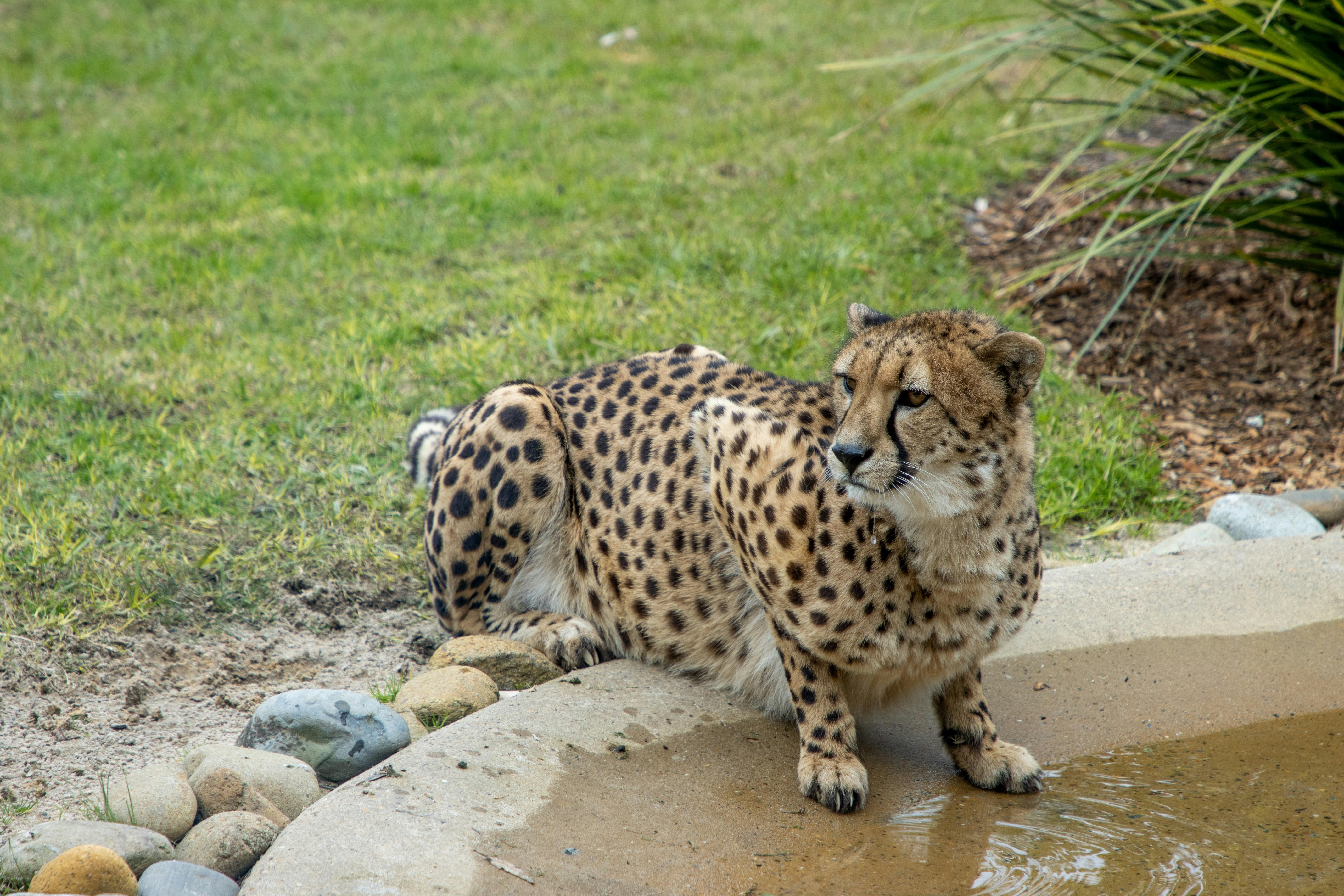 Cheetahs’ Water Walks (image credits: unsplash)