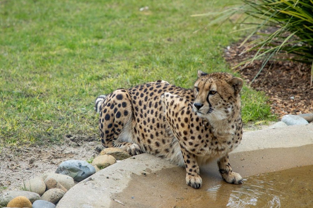 a cheetah sitting on a rock in a grassy area