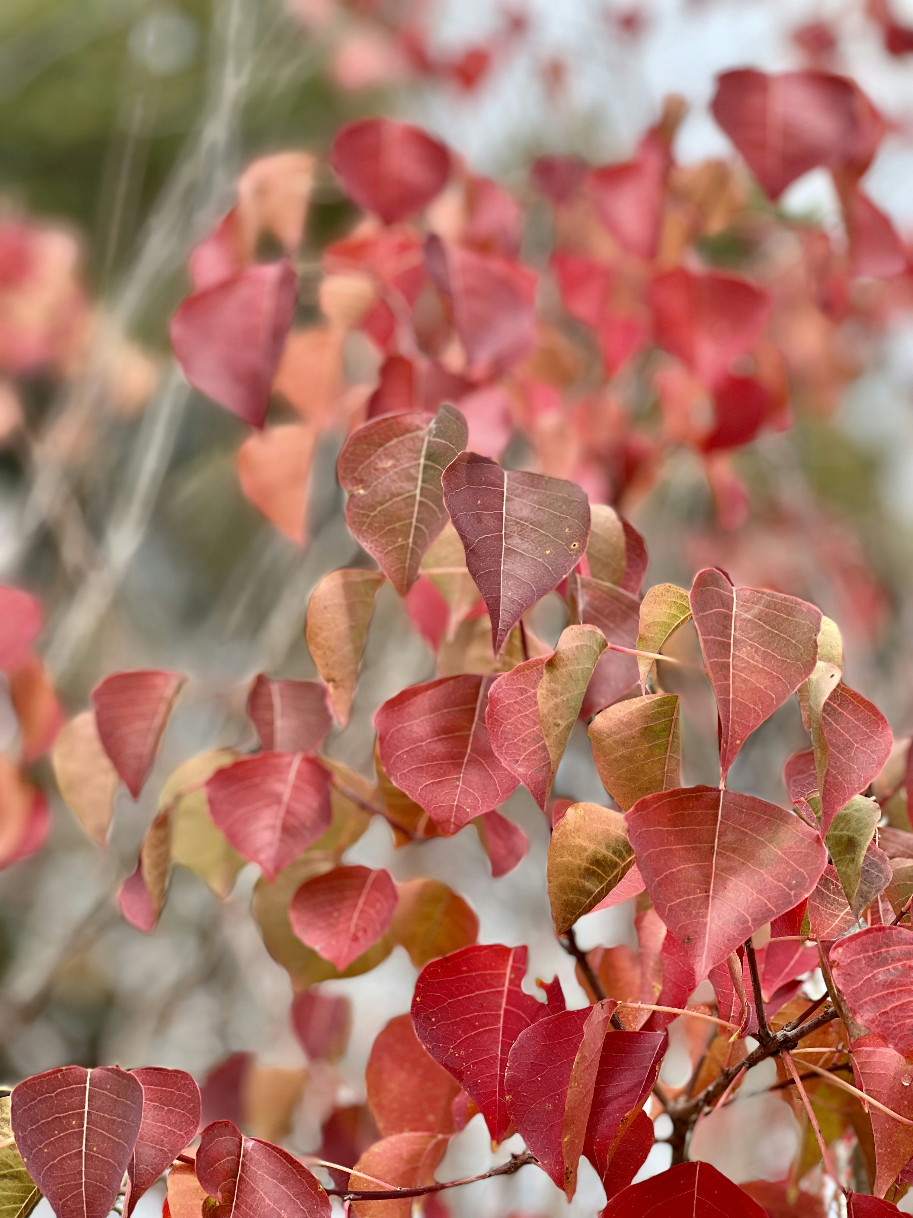 un primo piano di una pianta
