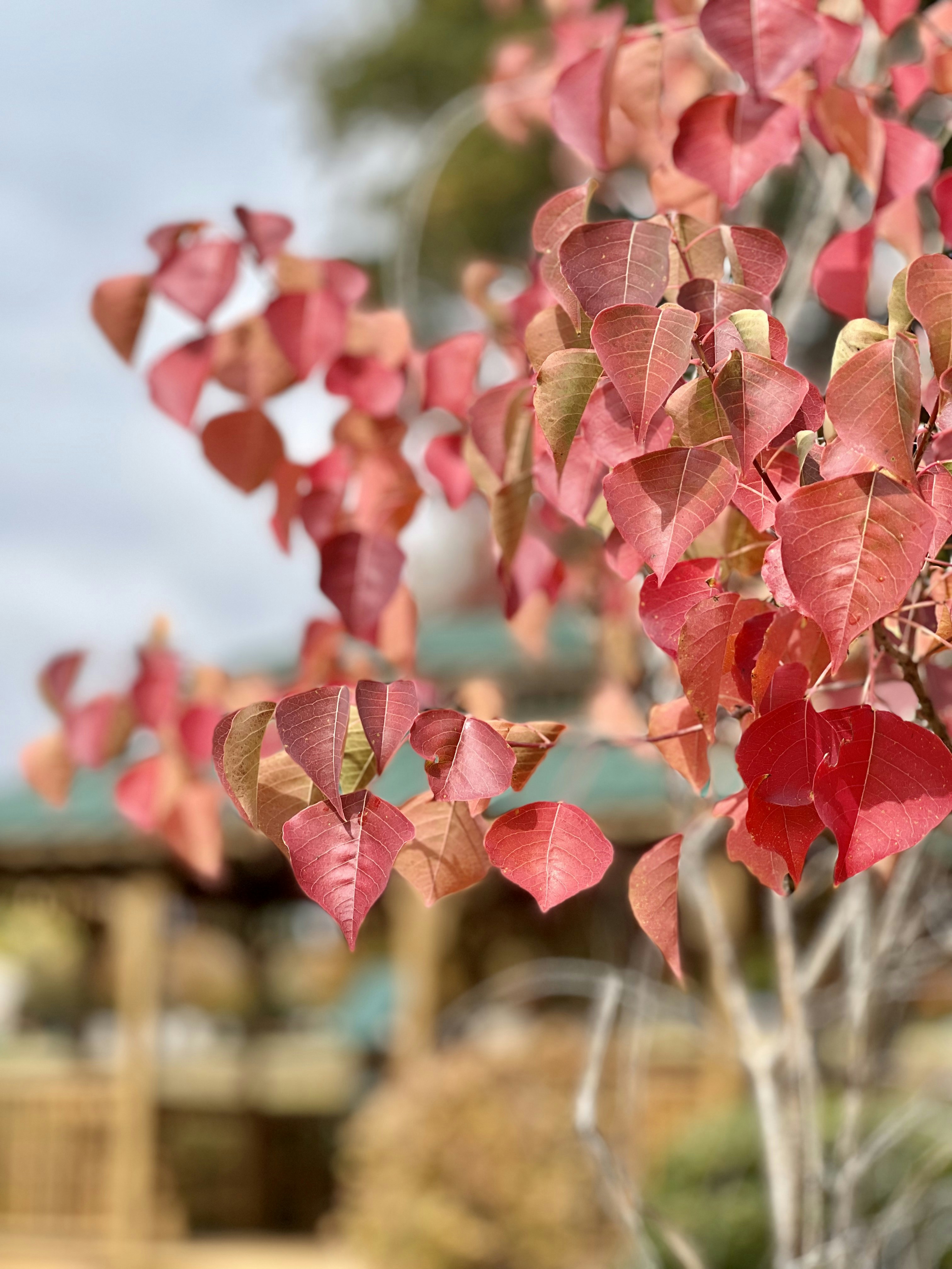 un primo piano di una pianta