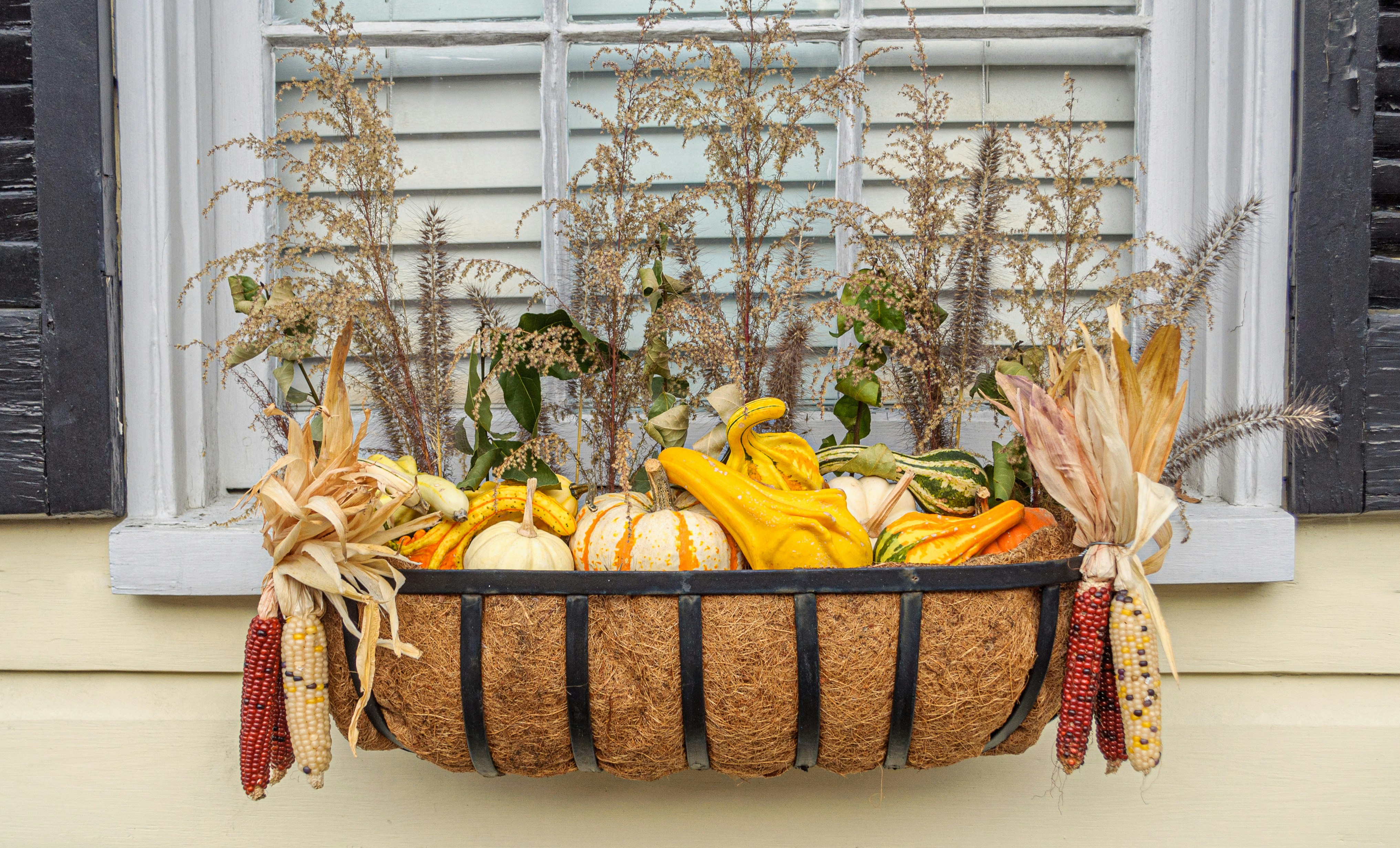 ein Korb mit gelbem und rotem Mais