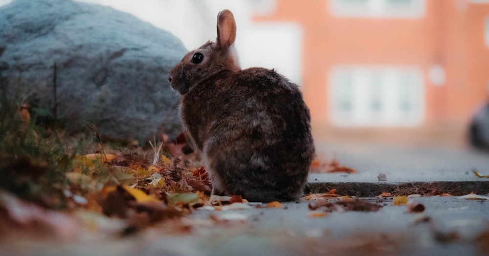 a small brown rabbit