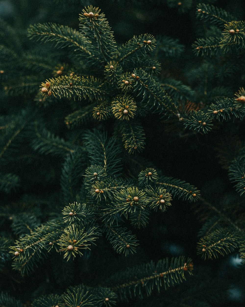 a close up of a pine tree