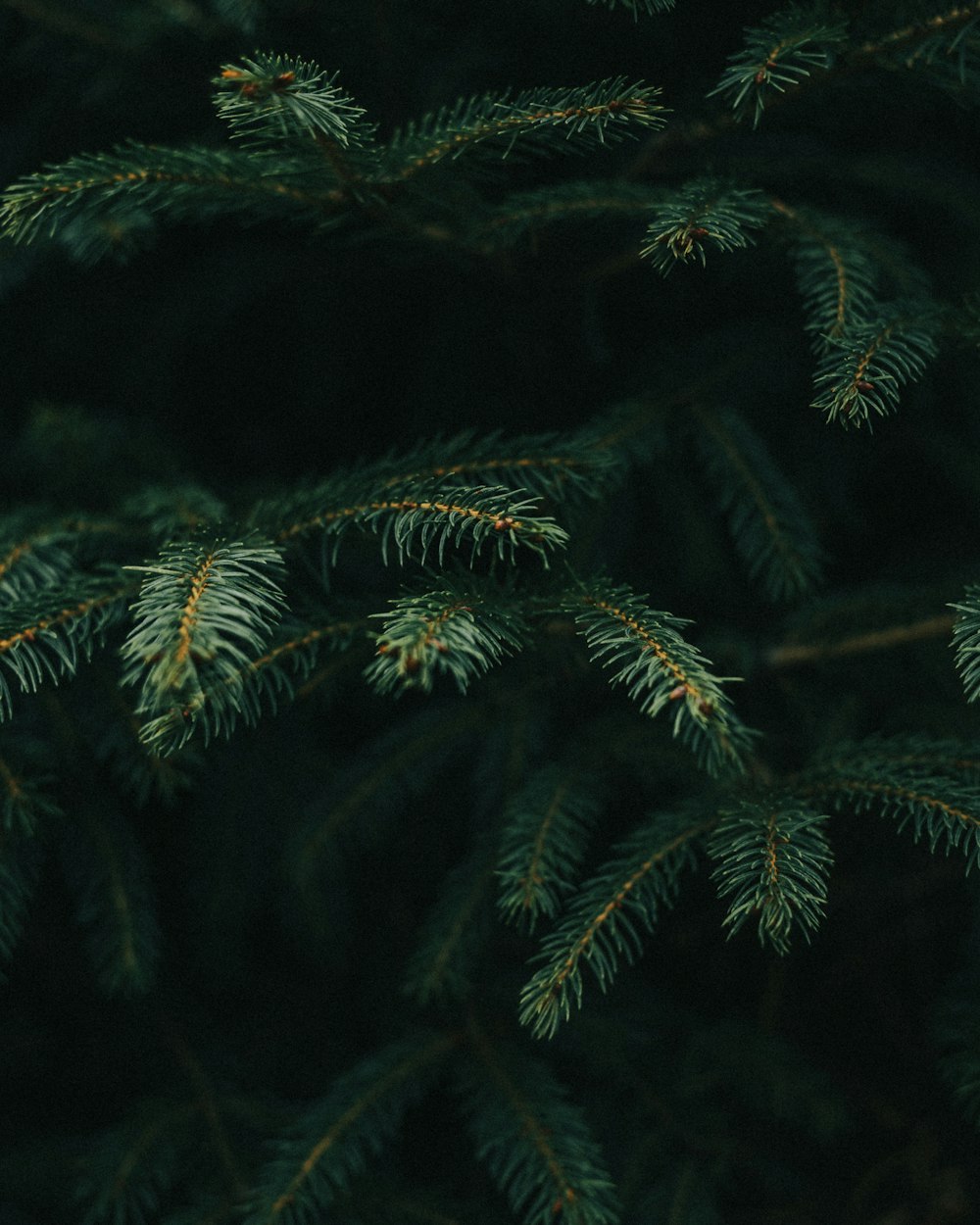 a close-up of some pine trees