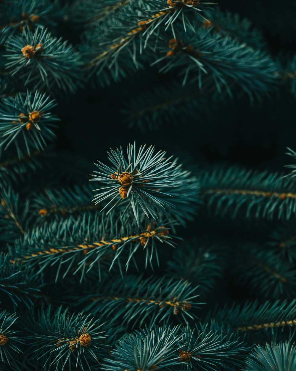a pine tree with pine cones