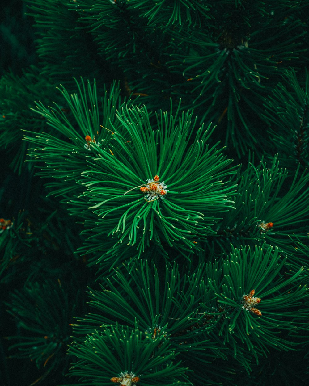 a ladybug on a pine tree