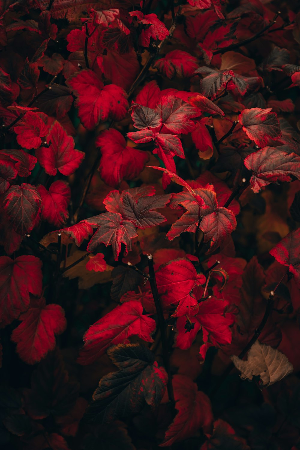 a group of red flowers