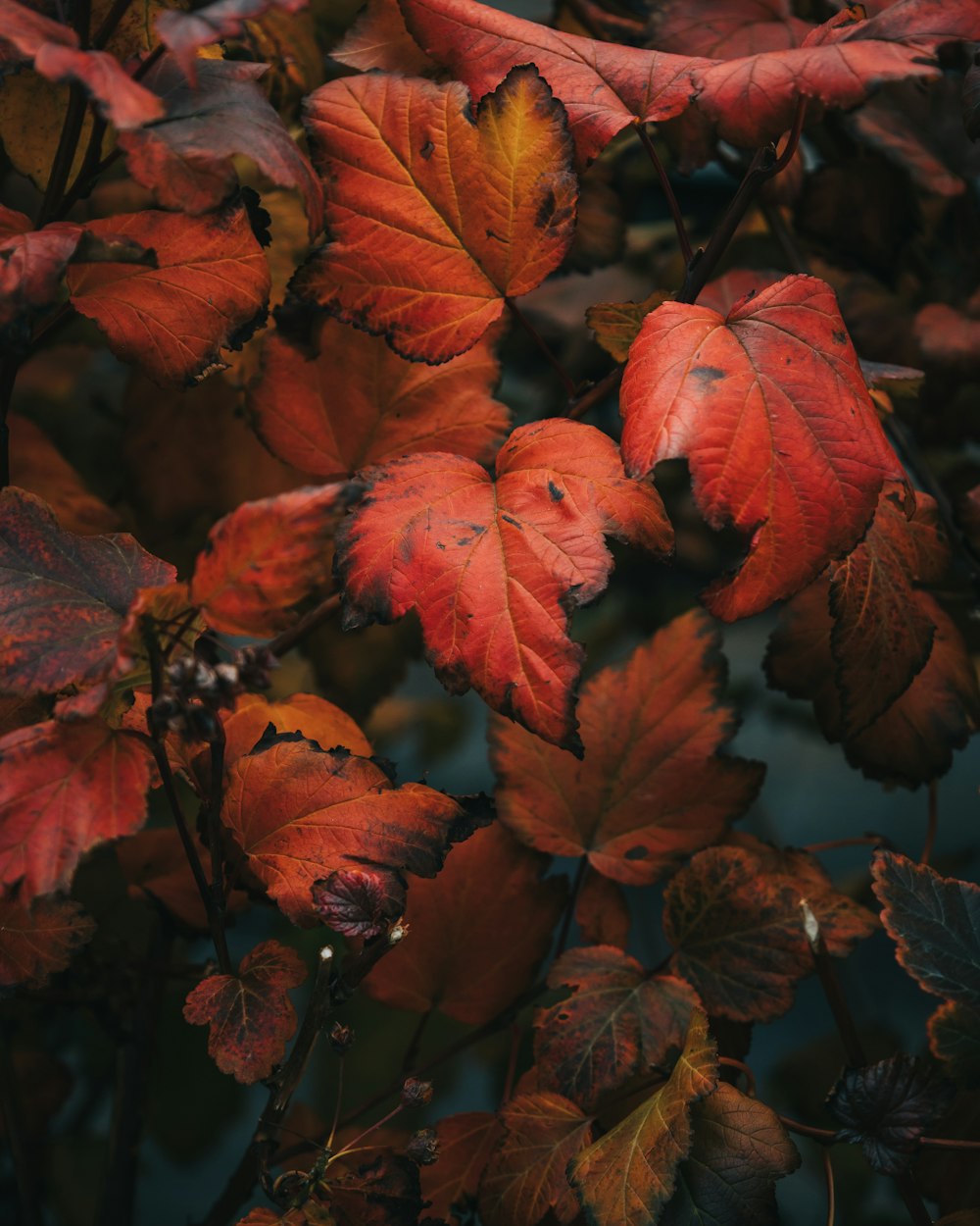 a group of red leaves