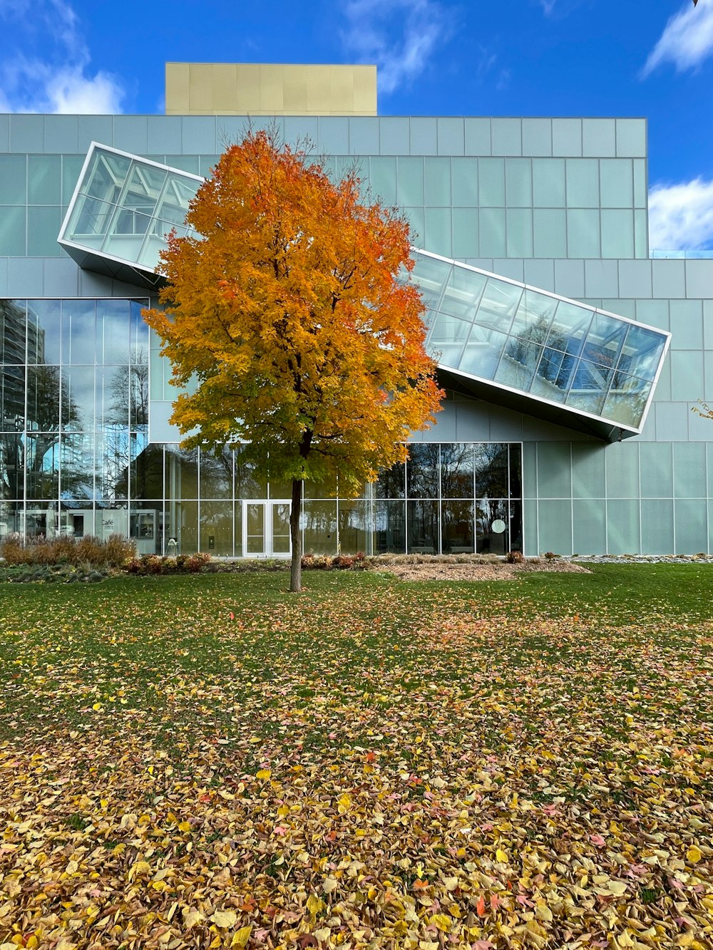 a tree in front of a building