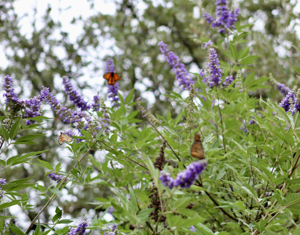 A vibrant garden bursting with colorful flowers and butterflies fluttering around.