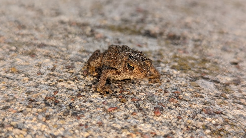 a frog on the ground