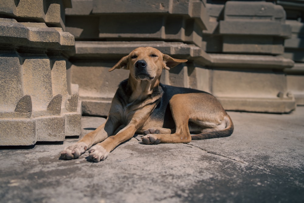 a dog lying on the ground