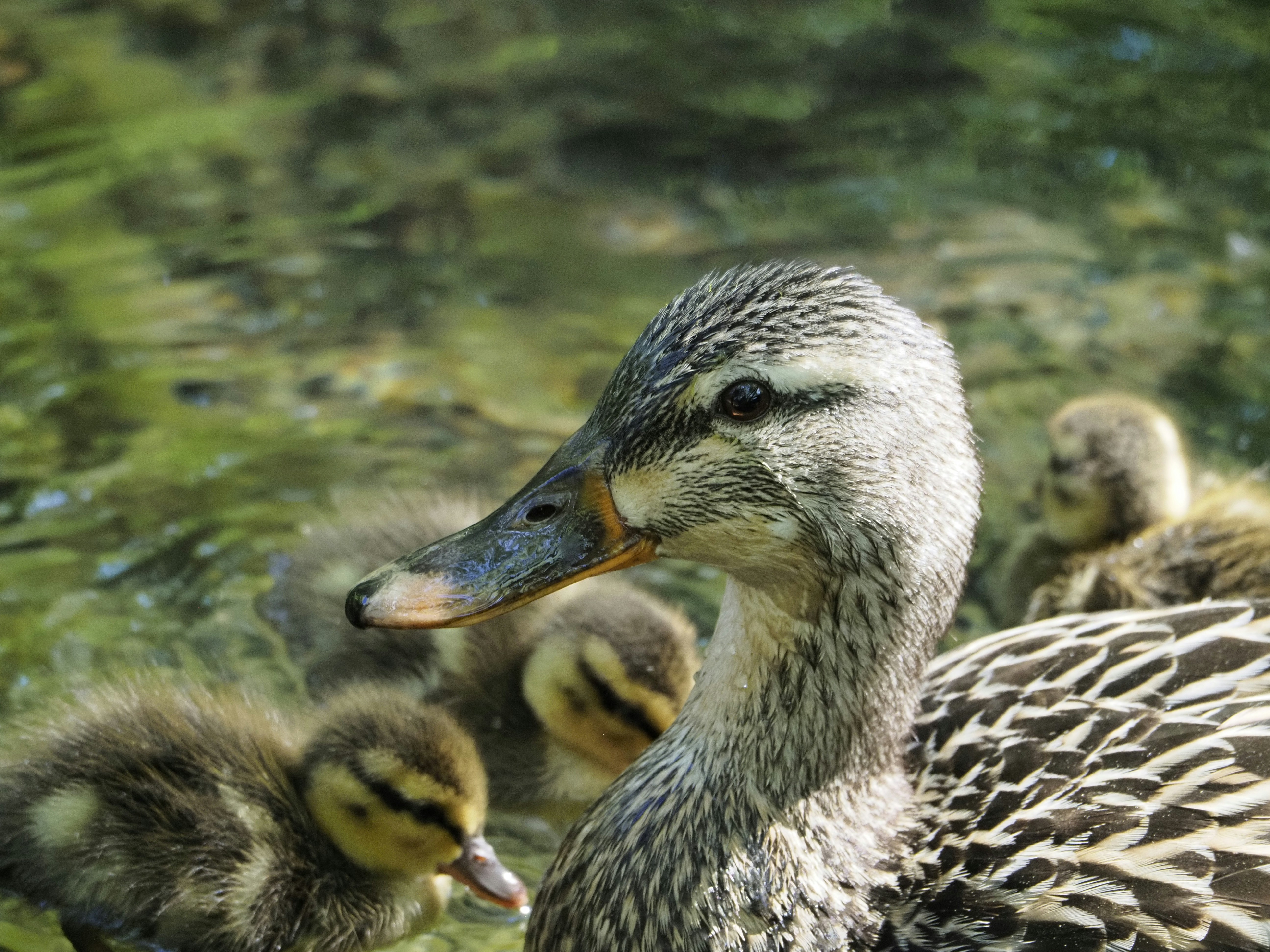 a duck with a duckling in its mouth