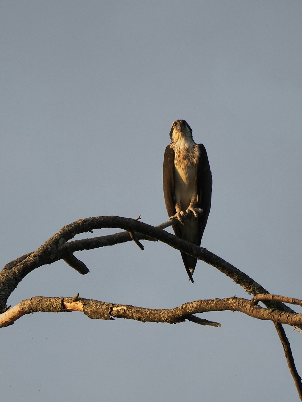 a bird sitting on a branch