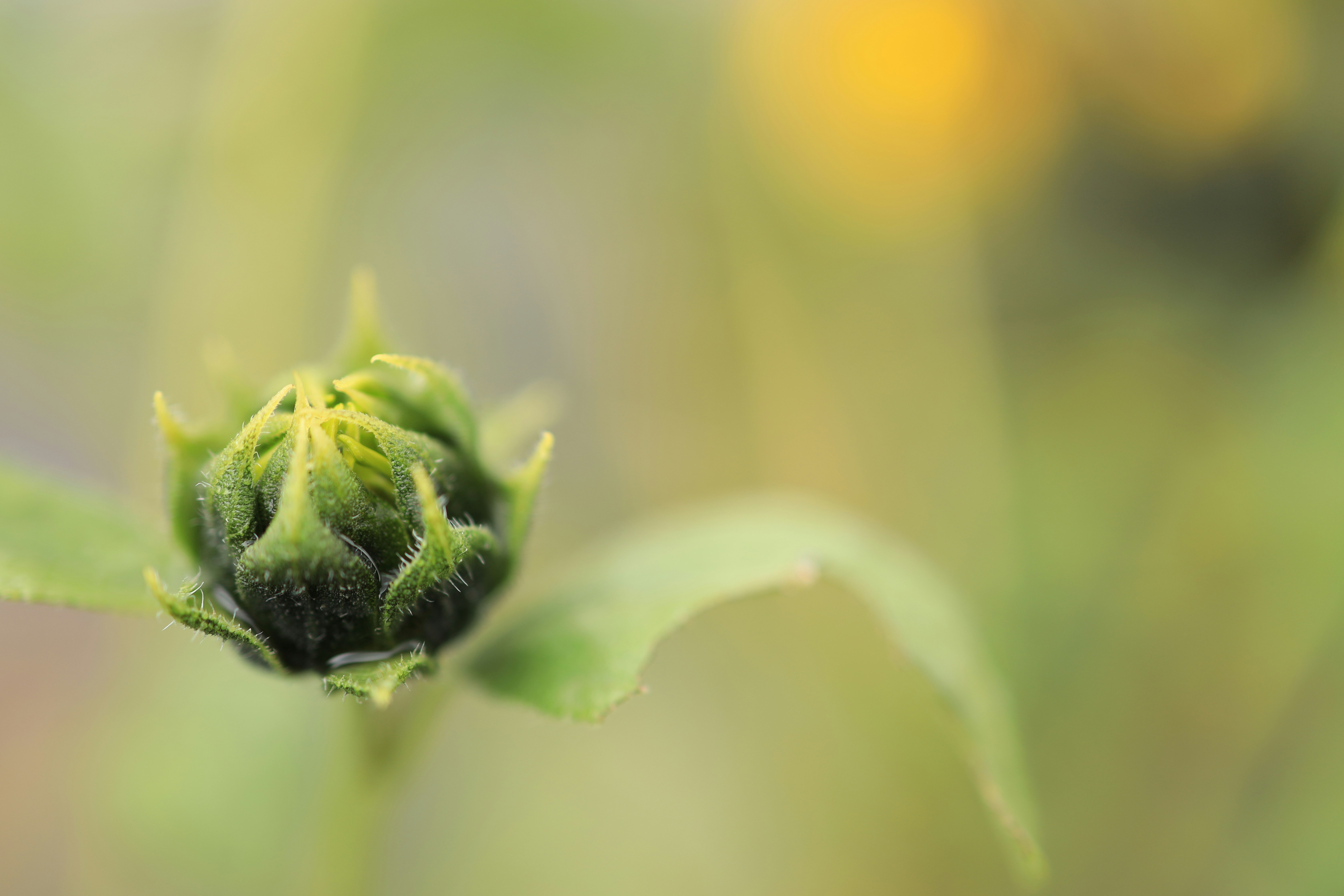 Photo by djburkephotography