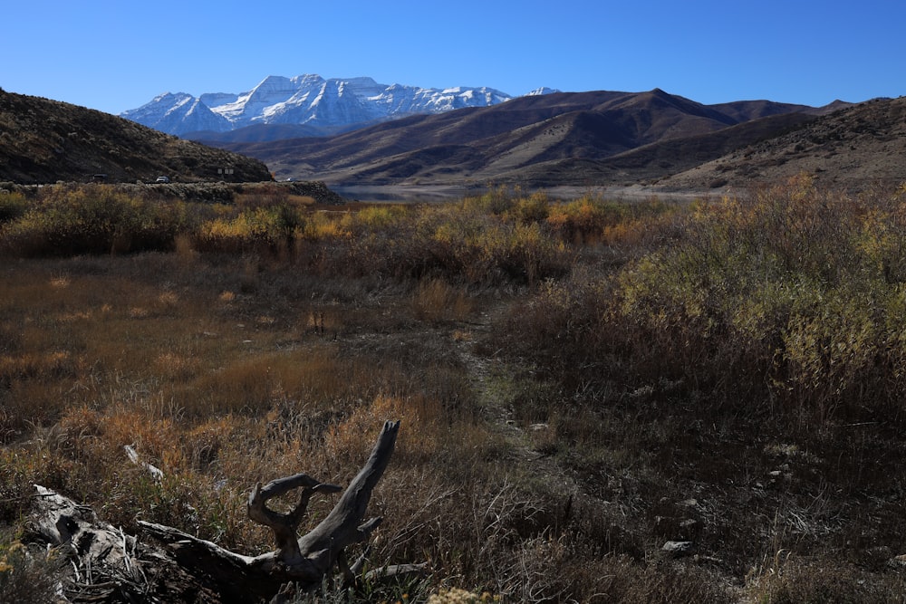 a grassy area with mountains in the background