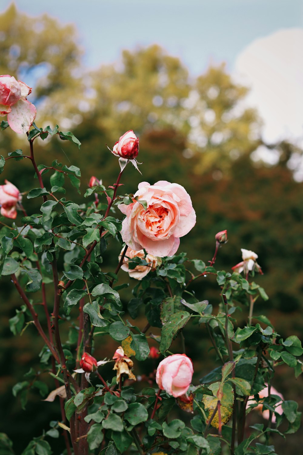 a group of pink flowers