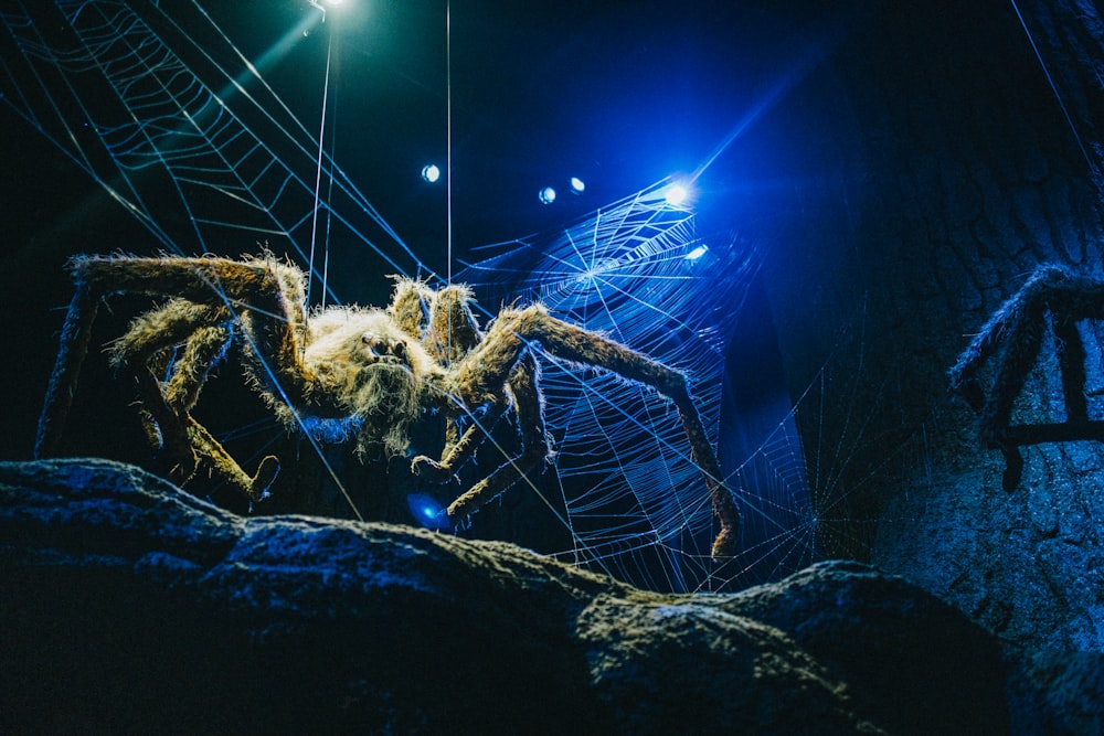 網の中の大きなクモ