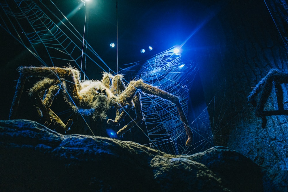 Una araña grande en una telaraña